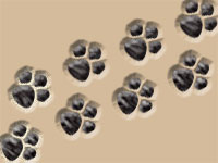 Tiere