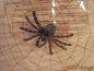 Preview: Spinnennetz mit Spinne