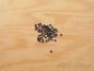 Preview: Wachsperlen 4mm