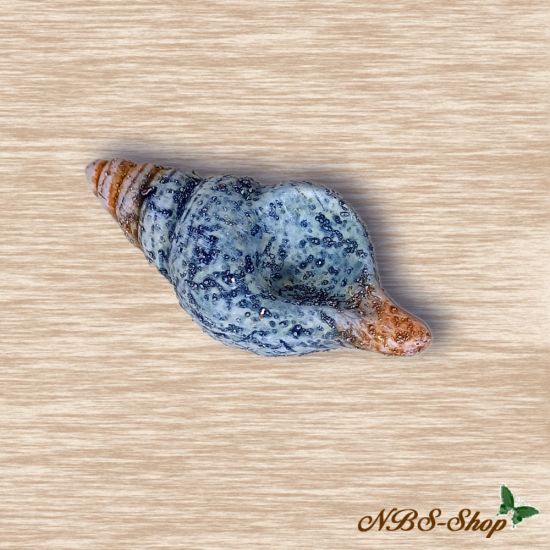 Schnecke - Muschel - Hummer