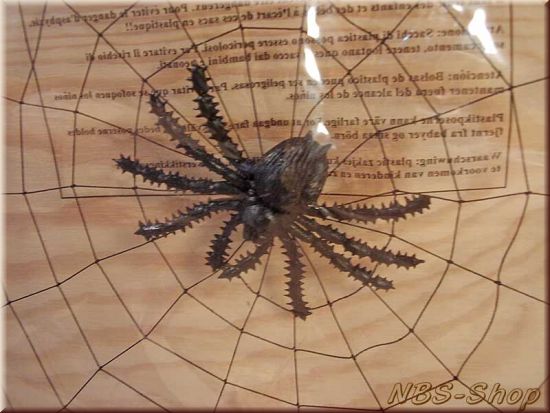 Spinnennetz mit Spinne