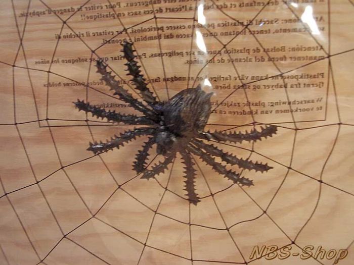 Spinnennetz mit Spinne