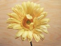 Sonnenblume