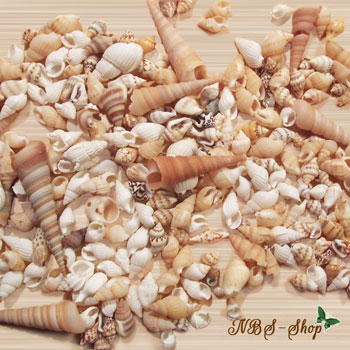 Schnecken und Muscheln